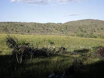 Campeãs em desmatamento, terras privadas têm 62% do Cerrado nativo