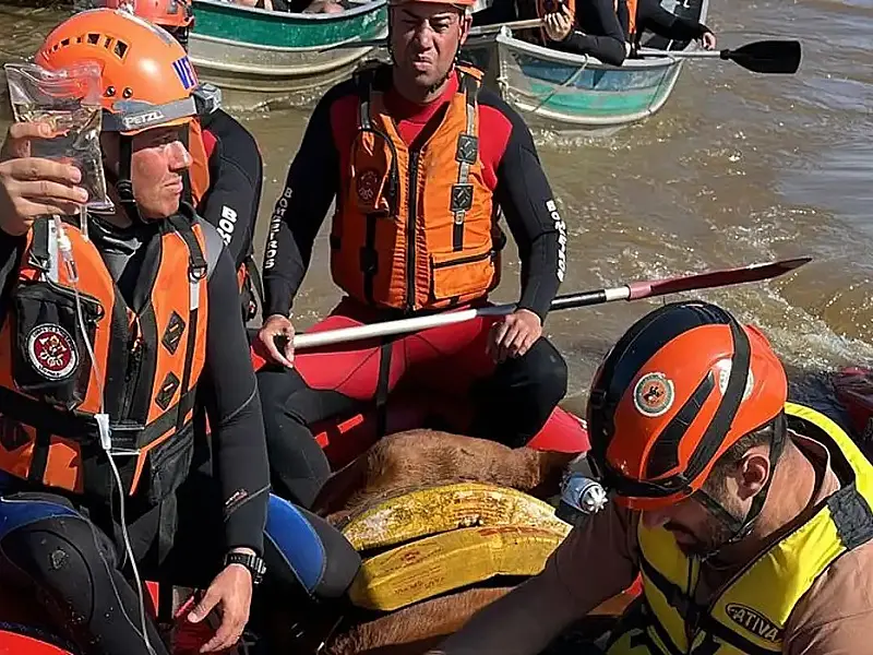 Égua Caramelo é resgatada de telhado de casa no Rio Grande do Sul