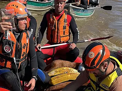 Égua Caramelo é resgatada de telhado de casa no Rio Grande do Sul