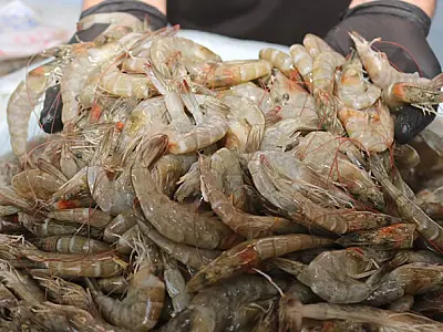 Festival do Camarão movimenta Mercado de Peixes de Santos até domingo