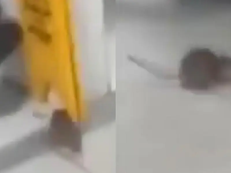 Veja o vídeo: ratazana invade hospital de São Vicente e provoca gritaria