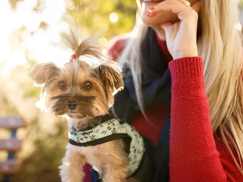 Férias com animais de estimação: conheça os destinos paulistas 'pet friendly'