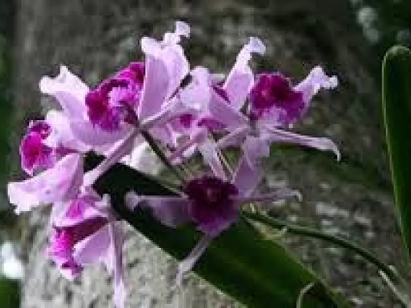Dia das Crianças no Orquidário de Santos terá atividades educativas sobre aves
