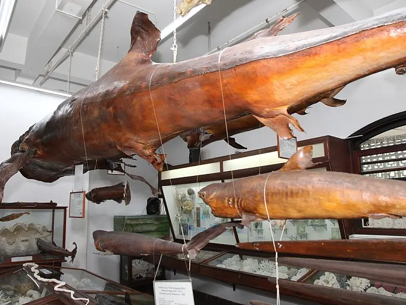 Museus em Santos apresentam curiosidades do oceano