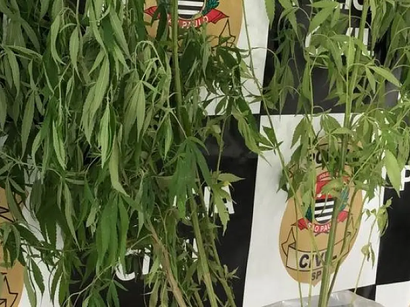 Polícia apreende pés de maconha plantados no quintal de uma casa desabitada