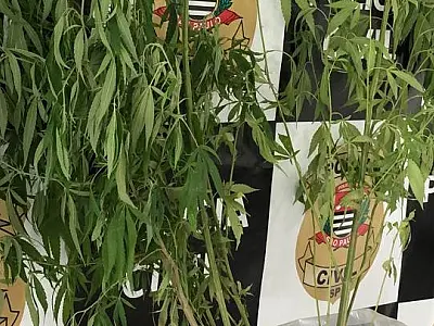 Polícia apreende pés de maconha plantados no quintal de uma casa desabitada