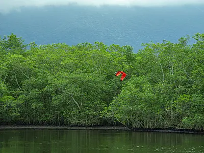 Clube de Observadores de Aves realiza primeira atividade neste domingo, dia 03