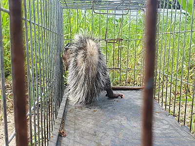 DOA resgata saruê em comércio de Bertioga
