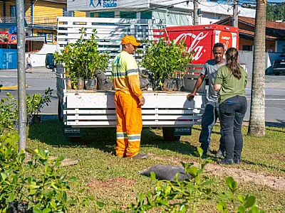 Bertioga ultrapassa a marca de 1.700 mudas plantadas em ação de arborização urbana