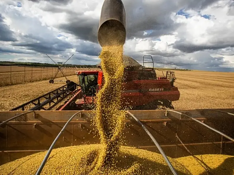 São Paulo amplia área produtiva e produtividade e chega a 11,6 milhões de toneladas de grãos