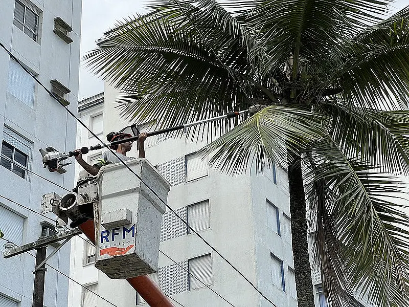 Guarujá intensifica processo de poda  de árvores na pré-temporada de verão