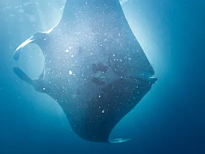 Raia-manta abre a temporada no Litoral Paulista