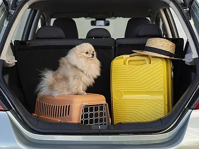 VEROS Hospital Veterinário oferece serviço exclusivo para viagens aéreas com pets