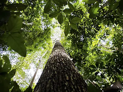 Brasil e Reino Unido anunciam aportes em projeto ambiental na Amazônia