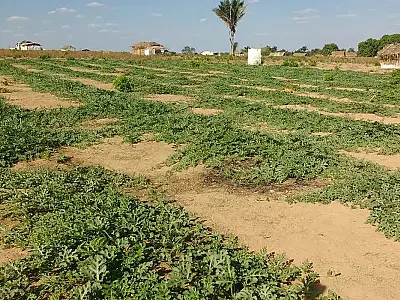 Conflitos no campo foram recorde em 2023, mas área em disputa diminuiu