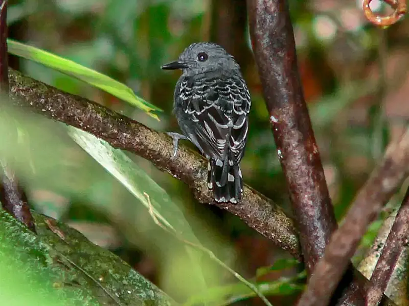 Mudanças climáticas do passado impactaram genética de ave na Amazônia