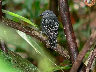 Mudanças climáticas do passado impactaram genética de ave na Amazônia