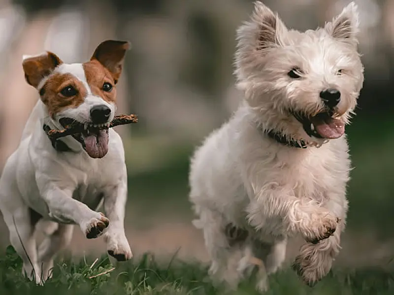 Medicamentos veterinários falsos podem comprometer a saúde do seu pet. Saiba como identificá-los
