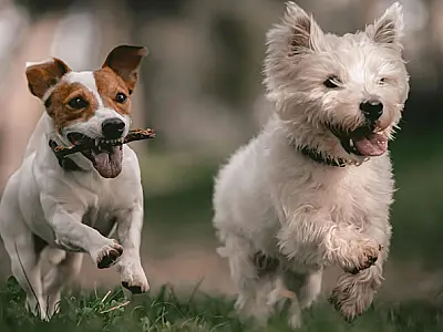 Medicamentos veterinários falsos podem comprometer a saúde do seu pet. Saiba como identificá-los