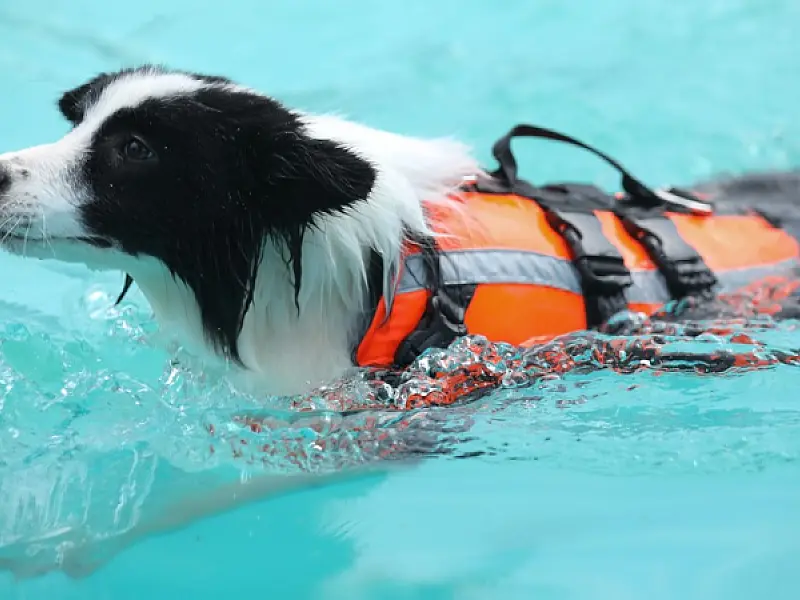 Saiba se cachorros podem nadar em mares e piscinas
