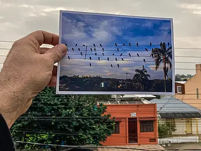 Passarinhos "compõem" valsa para distribuidores de energia