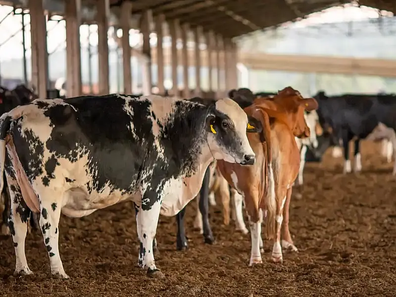Receita investiga sonegação de quase R$ 1 bilhão em venda de gado