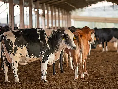Receita investiga sonegação de quase R$ 1 bilhão em venda de gado