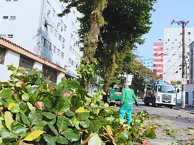 Primeiro dia de força-tarefa poda 12 árvores em rua de Santos