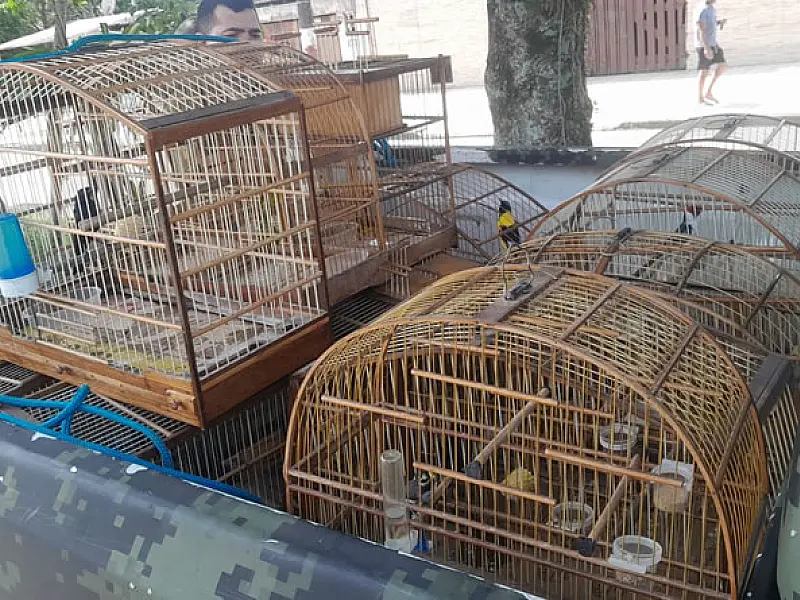 Inspetoria Ambiental GCM de São Vicente apreende 13 aves em cativeiro na Rua Oito