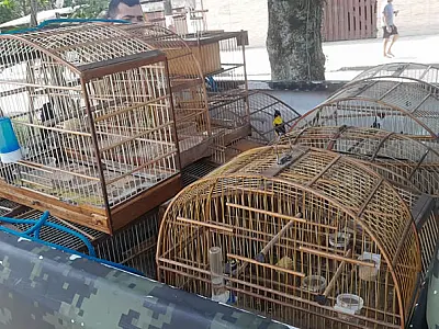 Inspetoria Ambiental GCM de São Vicente apreende 13 aves em cativeiro na Rua Oito