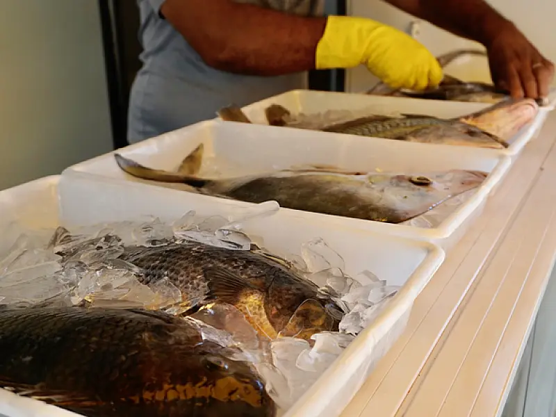 Caminhão do Peixe em Guarujá tem pescados a preços acessíveis