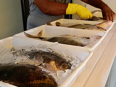 Caminhão do Peixe em Guarujá tem pescados a preços acessíveis