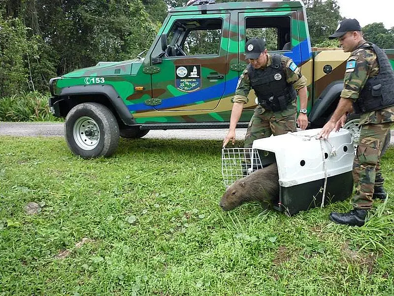 Grupamento de Defesa Ambiental (GDA) de Guarujá resgata 117 animais em seis meses