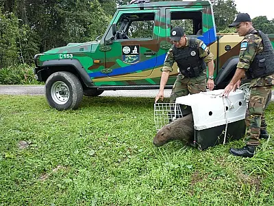 Grupamento de Defesa Ambiental (GDA) de Guarujá resgata 117 animais em seis meses