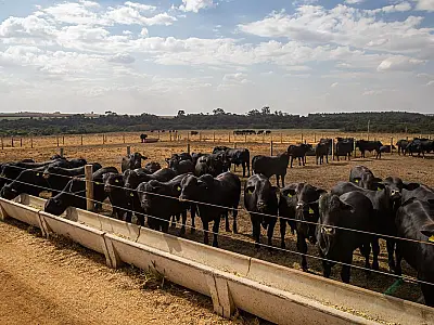 IBGE: pecuária brasileira colecionou recordes em 2022