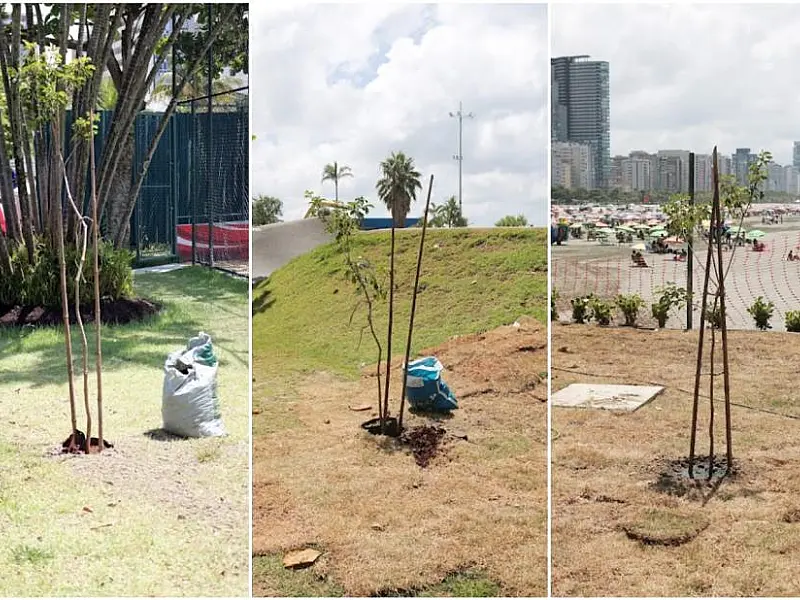 Mil árvores serão plantadas neste ano para homenagear o Rei Pelé