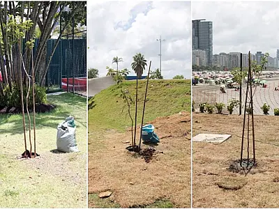 Mil árvores serão plantadas neste ano para homenagear o Rei Pelé