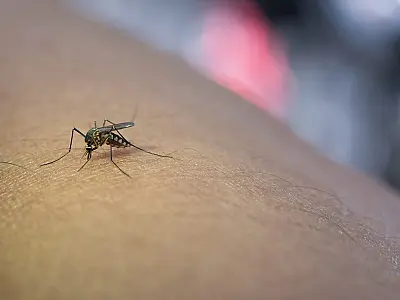 Casos de dengue devem continuar crescendo pós-Carnaval