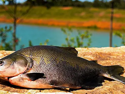 Consumo de pescado cresce 65% no Brasil desde 2004