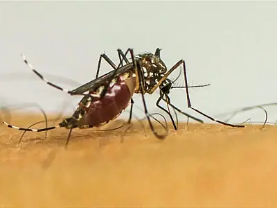 Brasil tem quase 4 milhões de casos prováveis de dengue