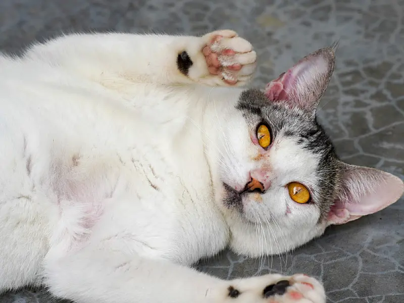 Castra+ São Paulo realiza castração gratuita de cães e gatos em PG  entre os dias 8 e 14 de julho