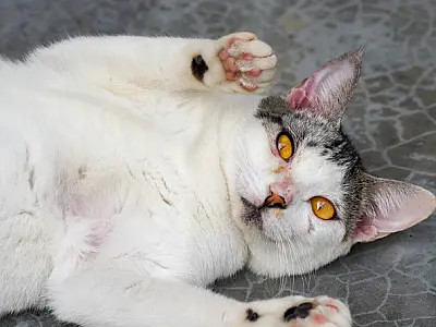 Castra+ São Paulo realiza castração gratuita de cães e gatos em PG  entre os dias 8 e 14 de julho