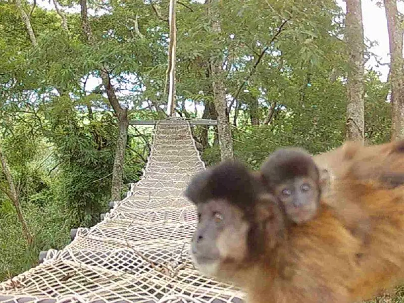Rumo instala passagens suspensas para a fauna e registra a travessia de macacos-prego e outras espé