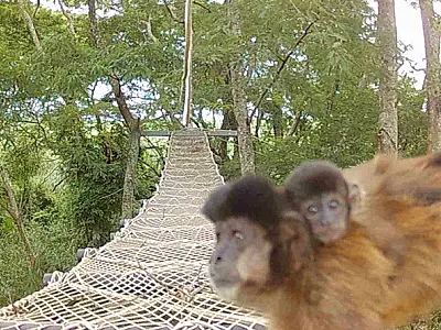 Rumo instala passagens suspensas para a fauna e registra a travessia de macacos-prego e outras espé