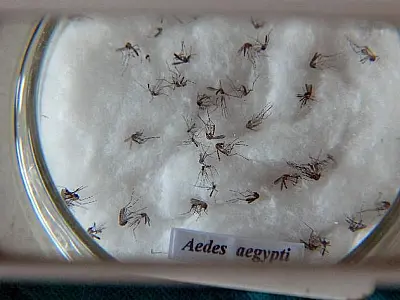 Pesquisa do Butantan padroniza nomenclatura de vírus da dengue