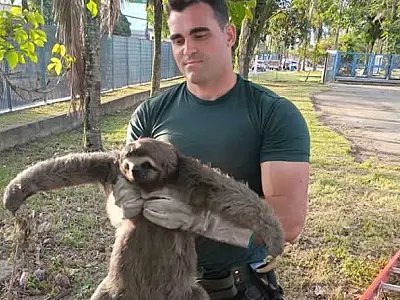 Grupamento de Defesa Ambiental de Guarujá resgata bicho-preguiça