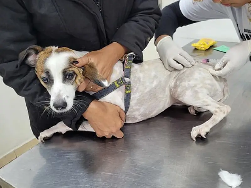 Guarujá disponibiliza vacinas antirrábicas para cães e gatos na Unidade de Zoonoses