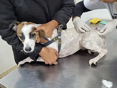 Guarujá disponibiliza vacinas antirrábicas para cães e gatos na Unidade de Zoonoses