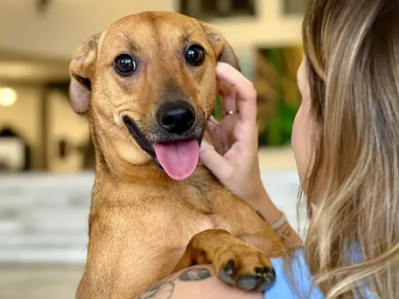 Governo de SP sanciona lei que autoriza o sepultamento de cães e gatos em jazigos familiares
