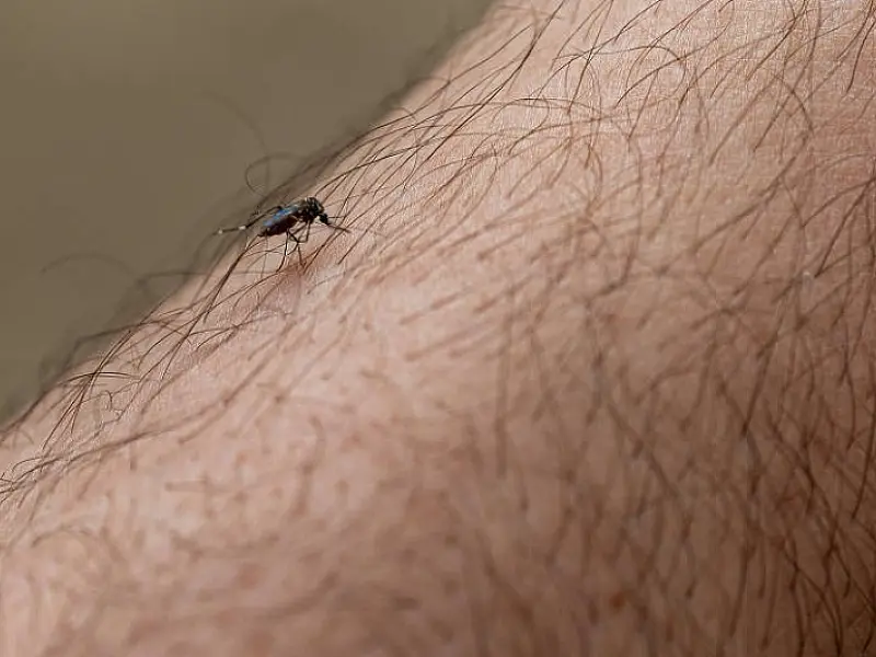 Estado de SP ultrapassa 800 mortes por dengue em 2024; casos somam 1,2 milhão